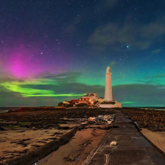 Aurora at St. Mary’s Lighthouse and a baby seal.