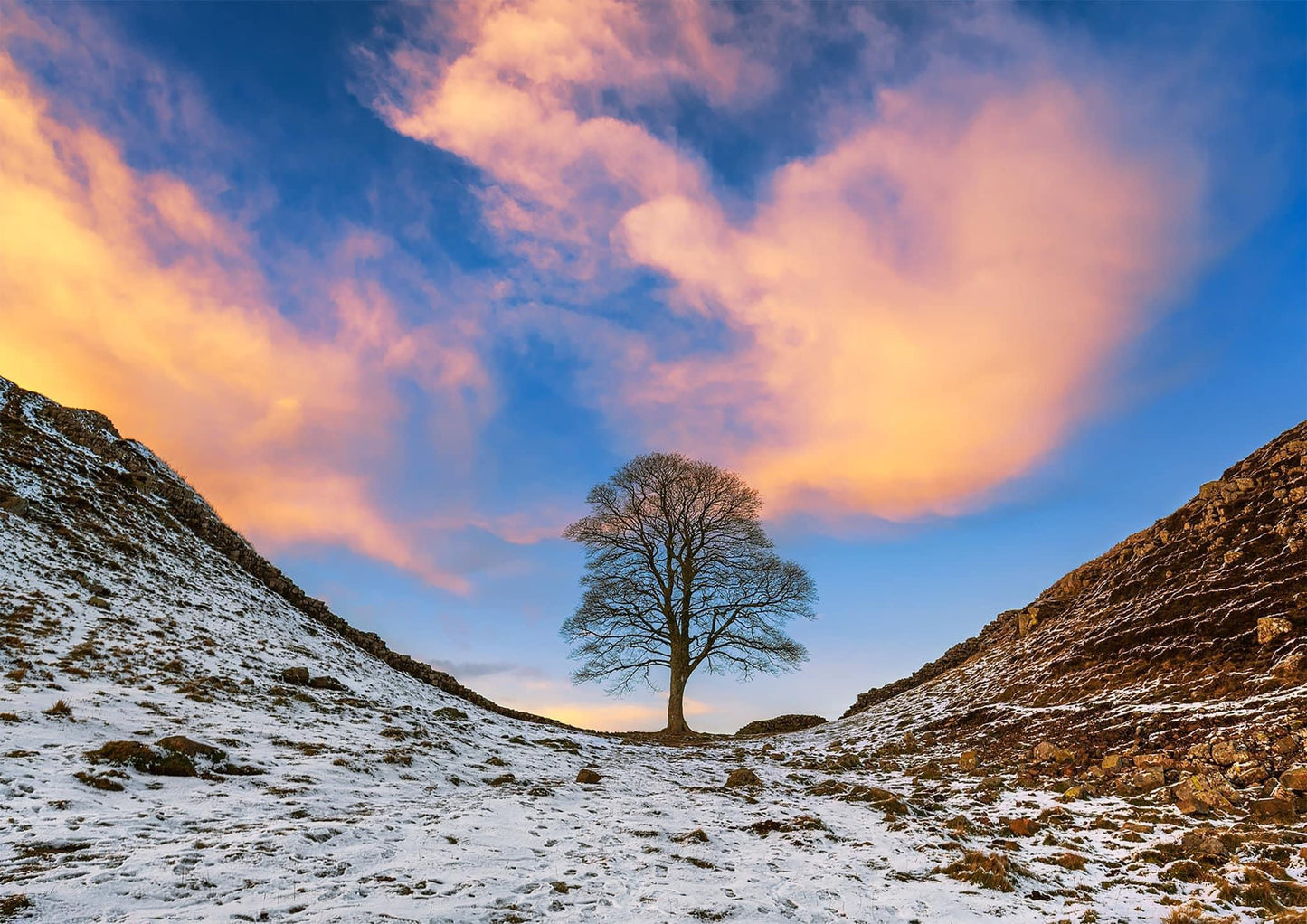 a snowy Sycamore Gap in the golden hour.