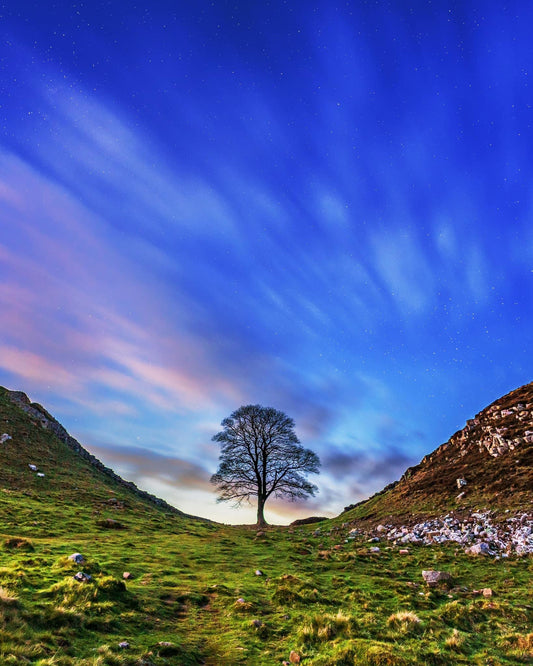 Sycamore Gap lit by the moon.