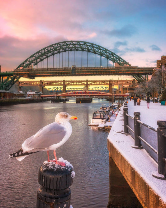 Snowy Newcastle Quayside and a seagull.