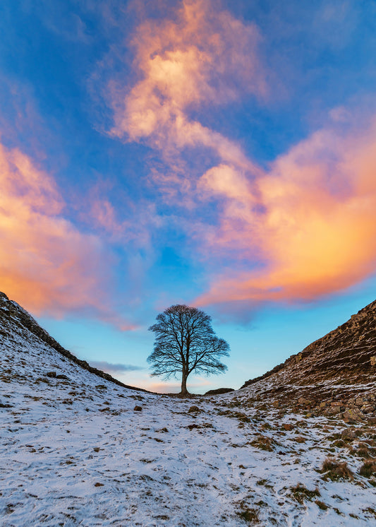 Sycamore Gap in the golden hour.