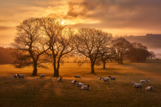 Misty winter morning in County Durham